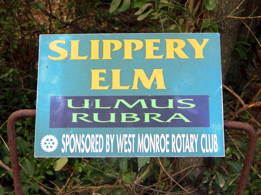 Slippery Elm - Ulmus Rubra Photograph by Ester McGuire
