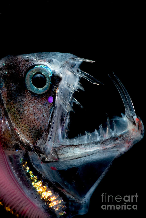 Sloanes Viperfish #6 Photograph by Dante Fenolio