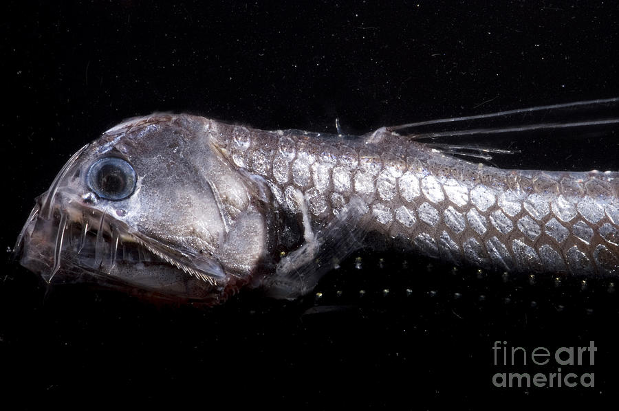 Sloanes Viperfish Photograph by Dante Fenolio