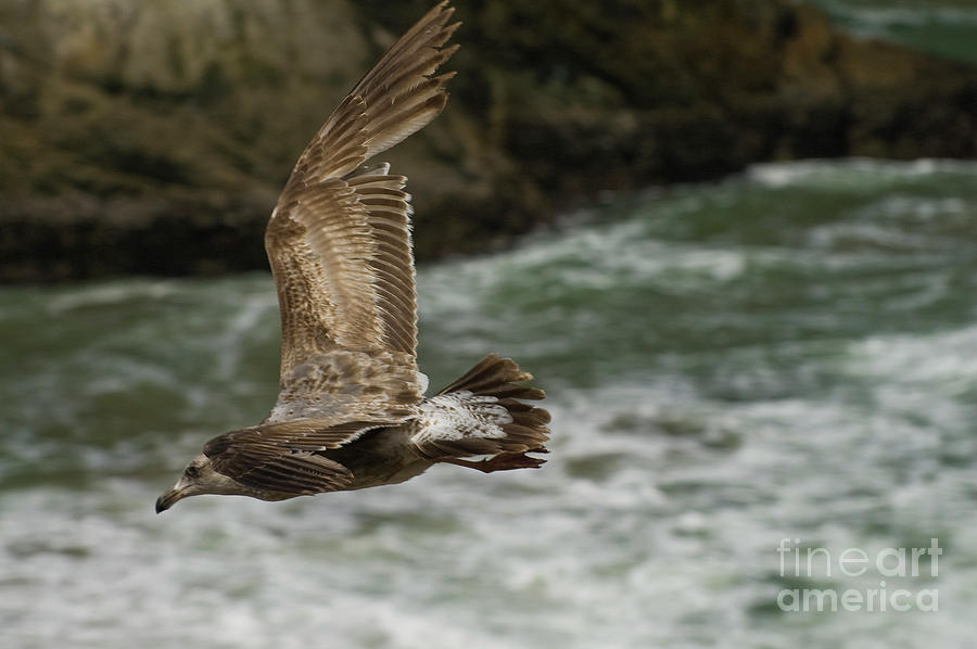Slope Soaring Gull Photograph by Tim Mulina