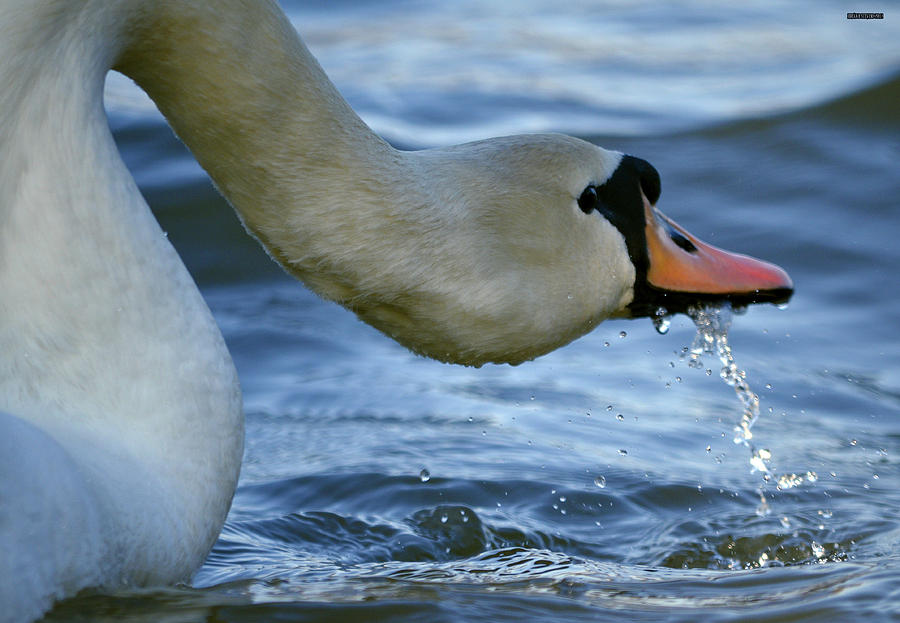 Wildlife Photograph - Sloppy swan by Brian Stevens
