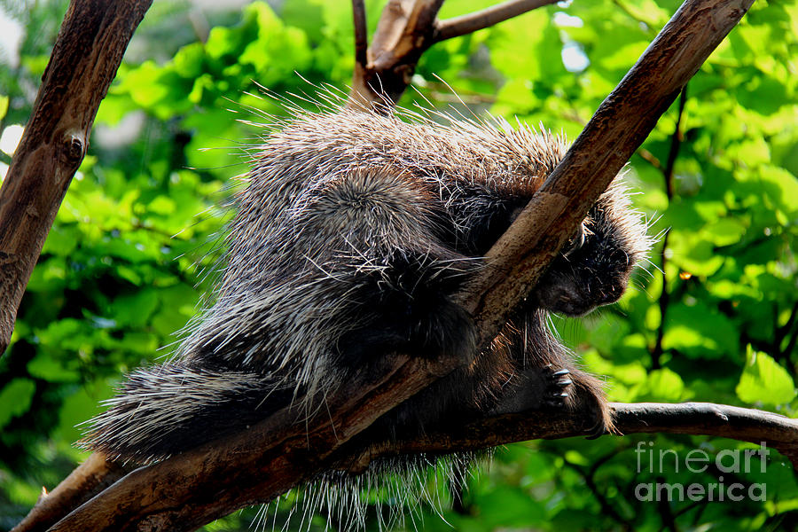 Sloth Photograph by Lee Dos Santos