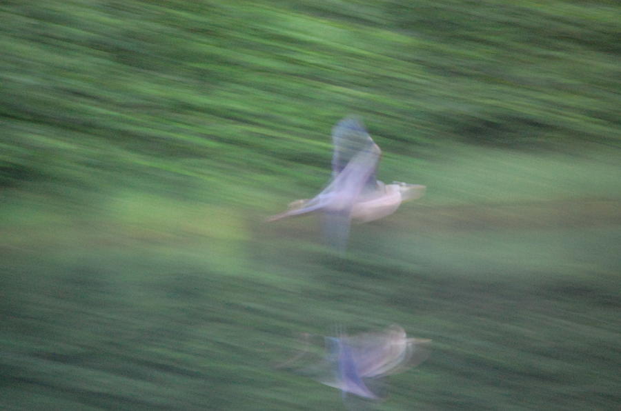 Nature Photograph - Slow Evening Shutter by Mary McAvoy