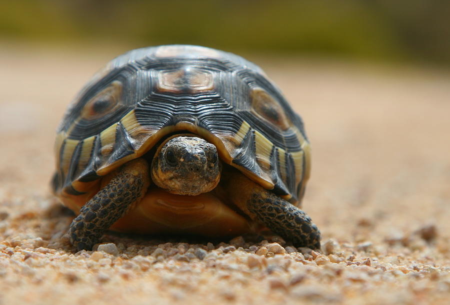 Slow Traffic Keep Right - Angulate Tortoise Photograph by Bruce J Robinson