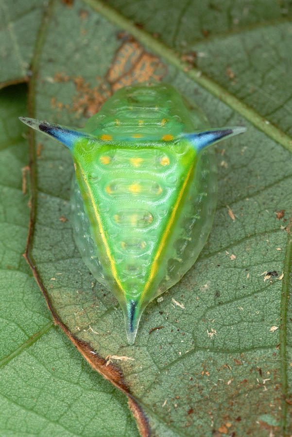 Slug Caterpillar in French Guiana Photograph by Mark Moffett