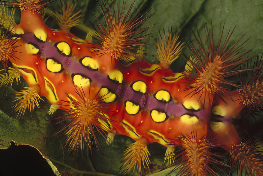 Slug Caterpillar Setora Fletcheri Shows Photograph by Mark Moffett