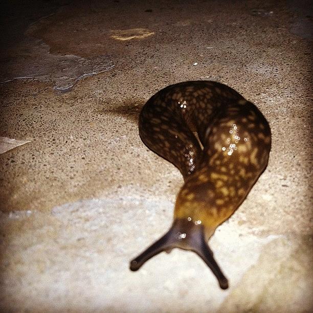 Slug Life Photograph by Rachael Sansing