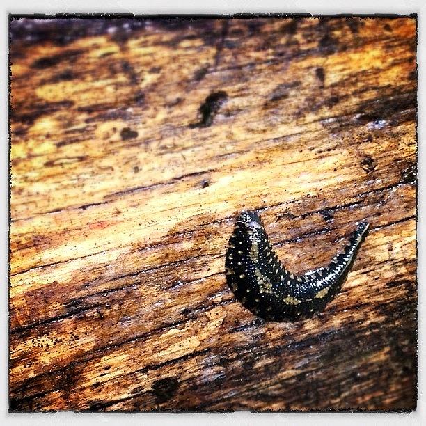 Insects Photograph - Slug On A Paddle by Natasha Marco