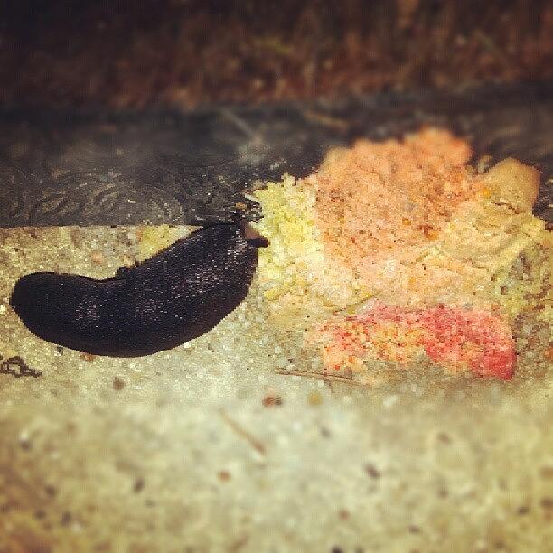Bug Photograph - Slug On The Patio Eating A Piece Of by Anne Simon