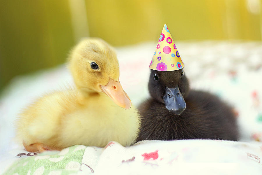 Baby Ducklings Photograph - Slumber Party by Amy Tyler