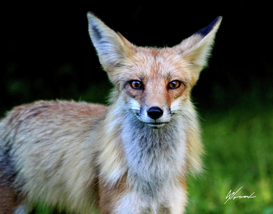 Fox Photograph - Sly by Sarah  Lalonde