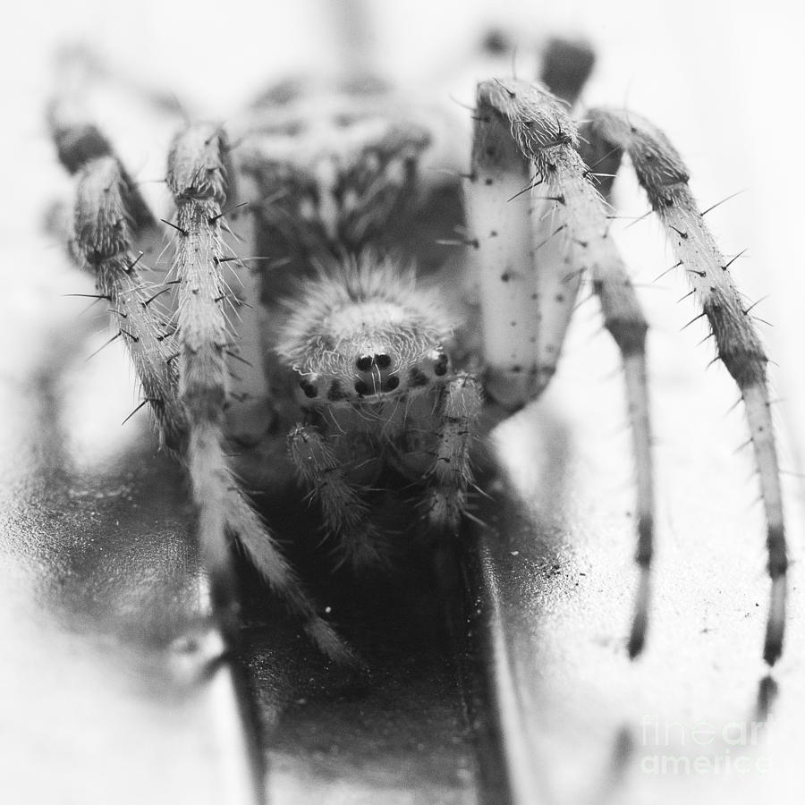 Spider Photograph - Small Alberta Spider by Darcy Michaelchuk