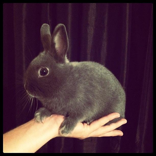 Rabbit Photograph - #small #baby #rabbit #grey #fluffy by Samantha Huynh