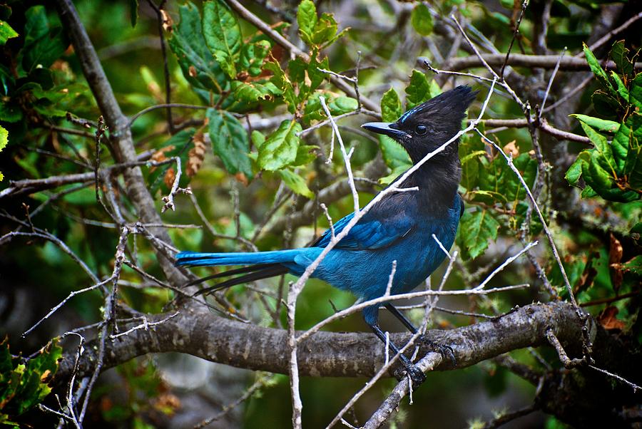 Small Blue Jay of California Photograph by Eric Tressler