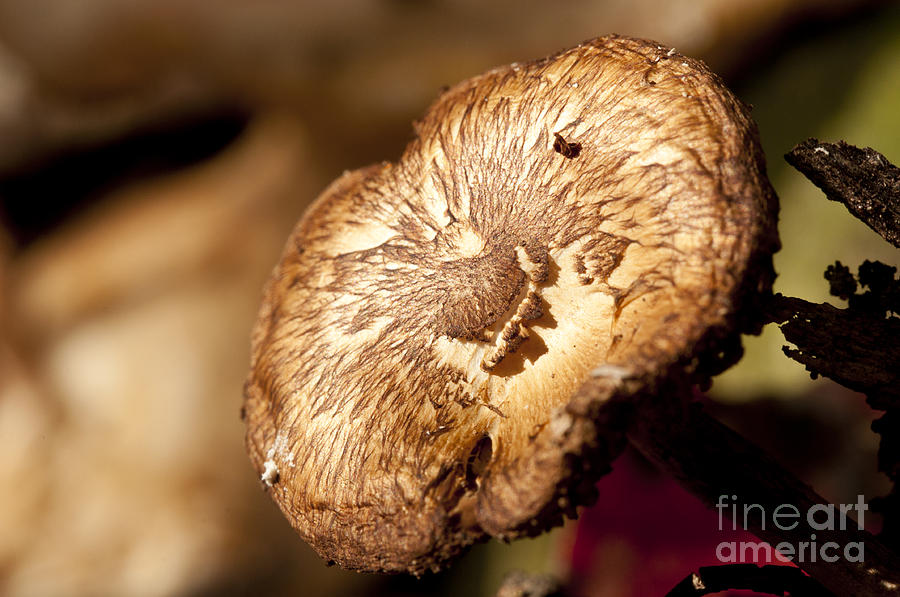 Small Brown Mushroom  Photograph by Wilma  Birdwell