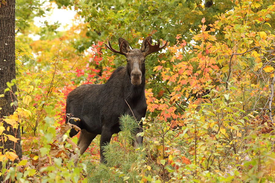 Small Bull in Awesome Foliage Photograph by Duane Cross
