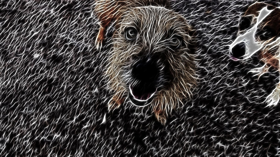 Dog Photograph - Small but able to make an Almighty Noise by Douglas Barnard