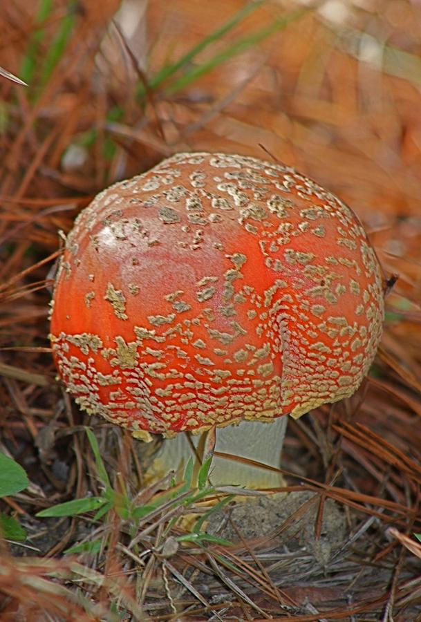Small Colorful Mushroom Photograph by Jeanne Juhos