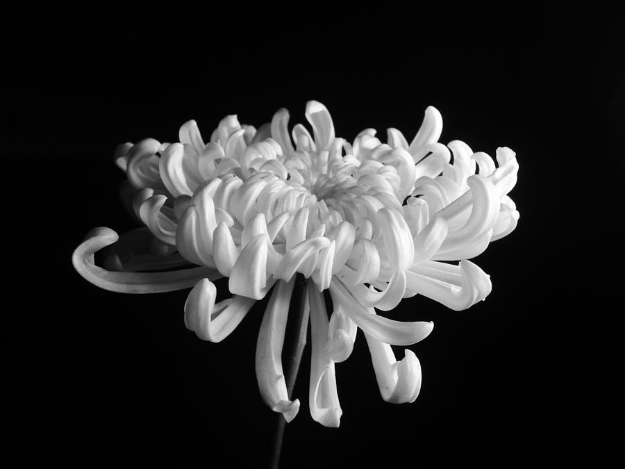 Nature Photograph - Small Dahlia flower by Sumit Mehndiratta