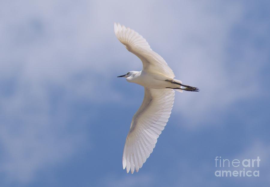 Small Egret Flying Over The House Photograph by John  Kolenberg