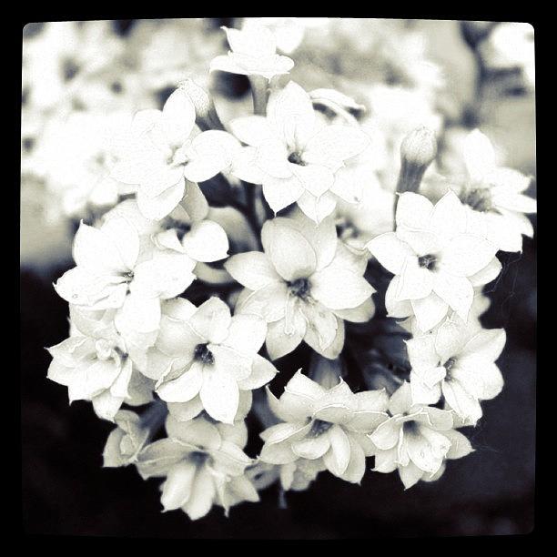 Black And White Photograph - small flowers in BW by Justin Connor