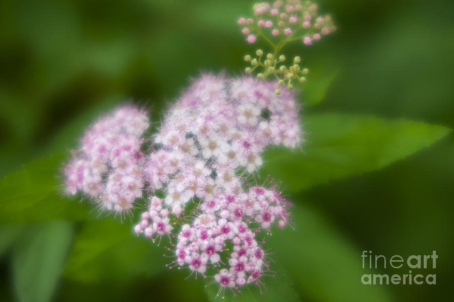 Small Photograph - Small flowers by Tad Kanazaki Small Photograph - Small flowers by Tad Kanazaki