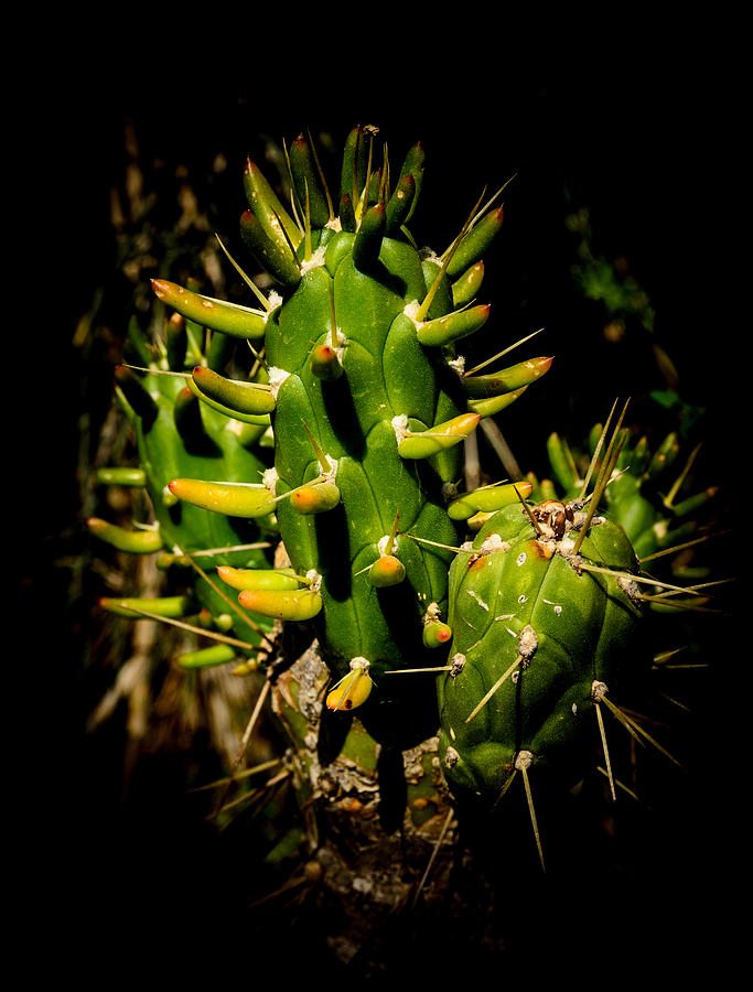 Small Green Cactus Photograph by Michael Goyberg
