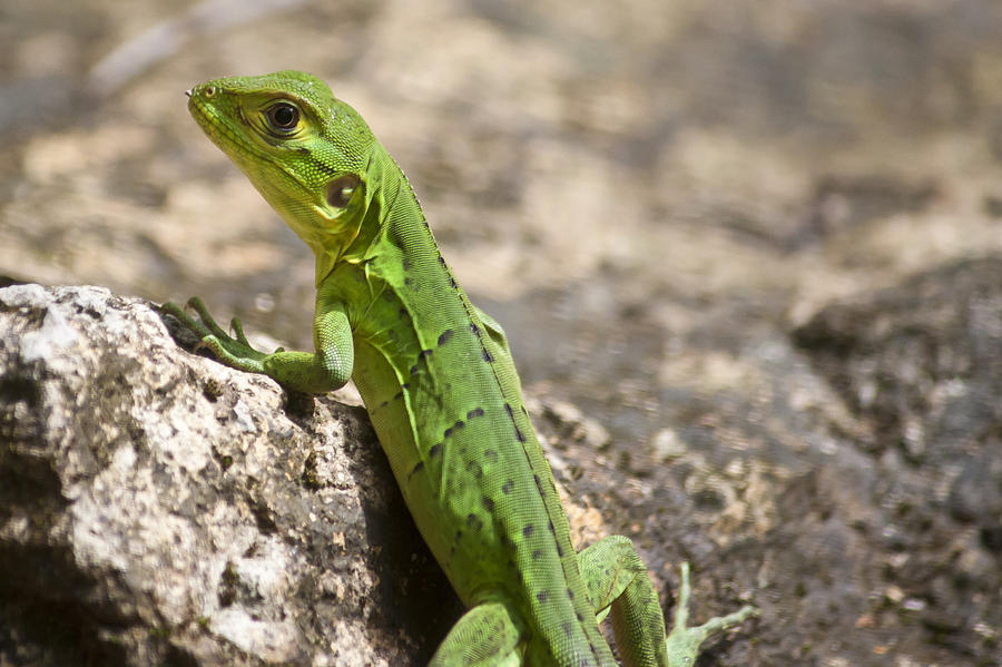 Small Green Lizard Photograph by Craig Lapsley