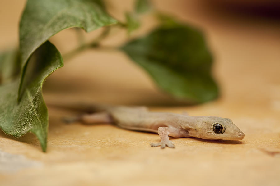 Small House Gecko Photograph by Mike Raabe