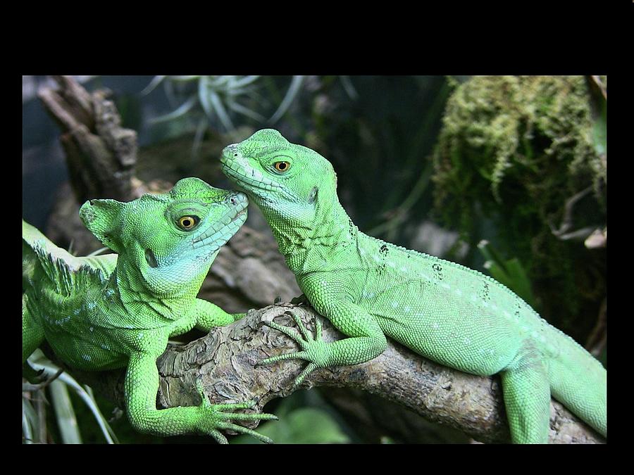 Small Iguanas Stirnlappenba Photograph by Rolf Bach Small Iguanas Stirnlappenba Photograph by Rolf Bach