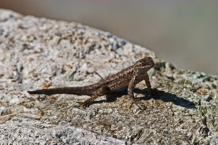 Small lizard Photograph by Gregory Scott