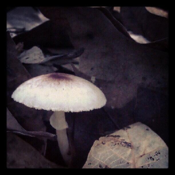 Mushroom Photograph - Small mushroom by Nawarat Namphon