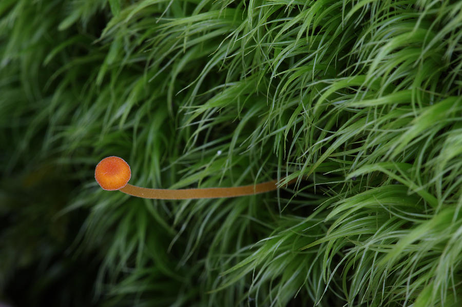 Small Orange Mushroom In Moss Photograph by Daniel Reed