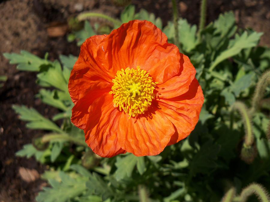 Small Orange Poppy Photograph by Corinne Elizabeth Cowherd