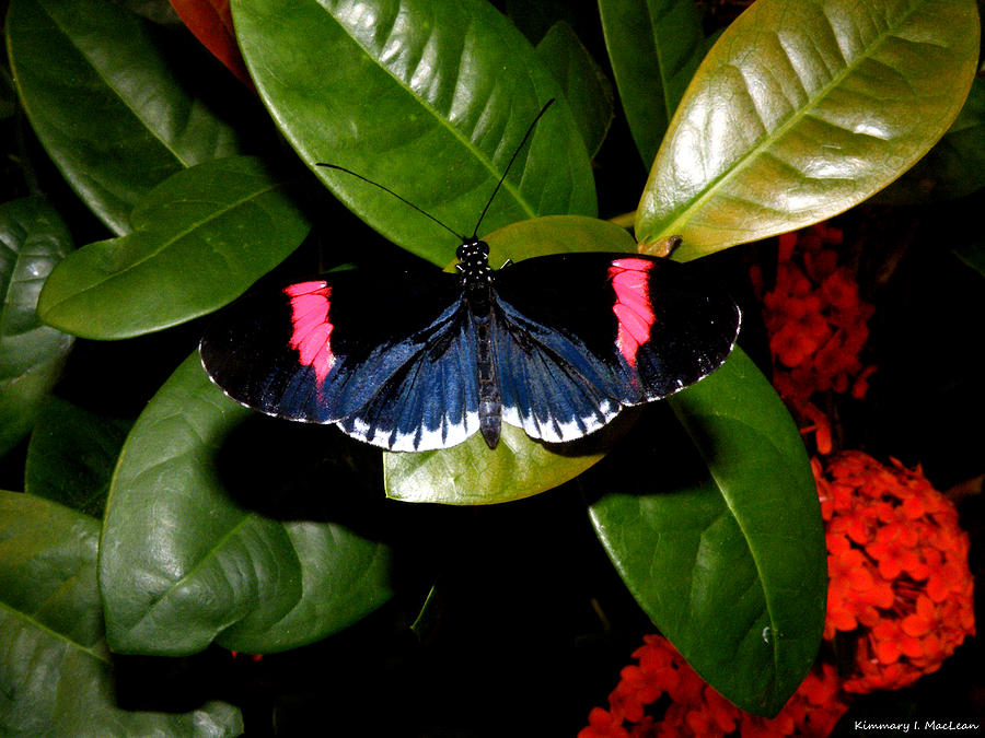Small Postman Butterfly Photograph by Kimmary MacLean