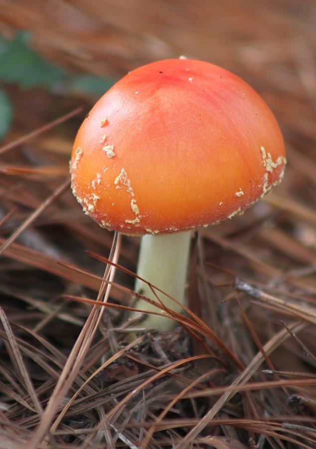 Small  Reddish Mushroom Photograph by Jeanne Juhos