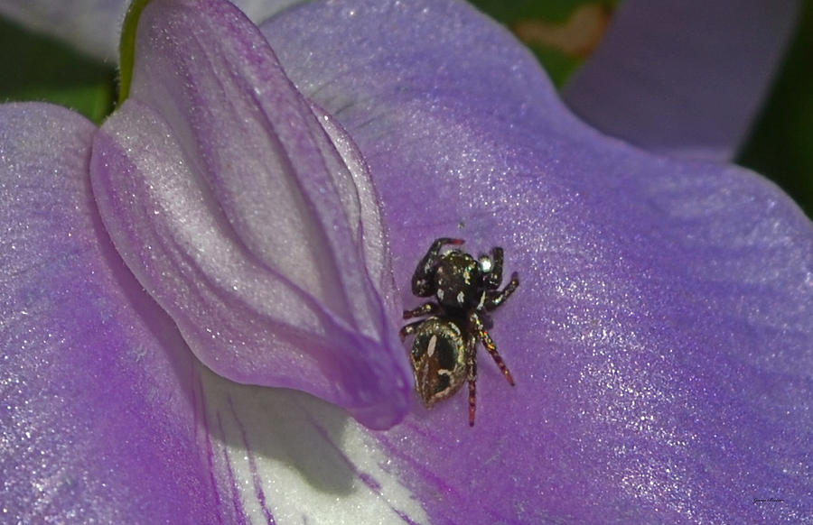 Small Spider on a purple flower Photograph by George Bostian