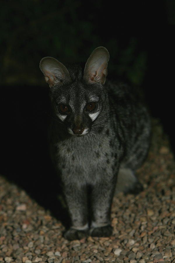 Spotted Genet Pet