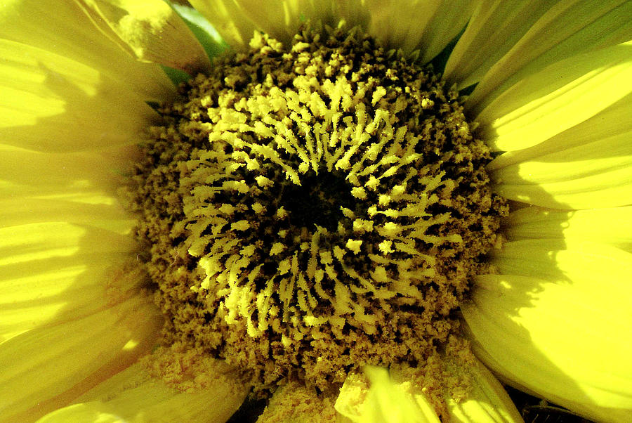 Small sunflower Photograph by Emanuel Tanjala