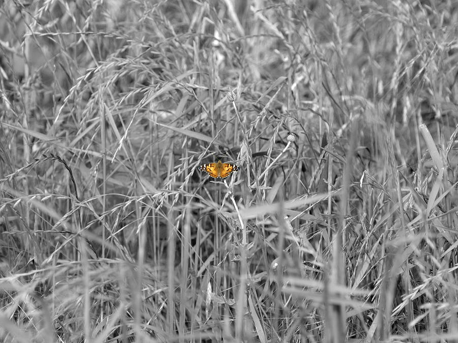 Small Touch of Butterfly Photograph by James Granberry