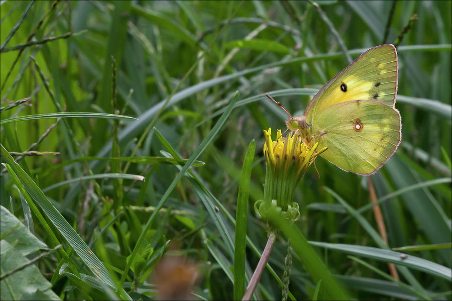 Small Yellow Butterfly Photograph by Robert Ullmann