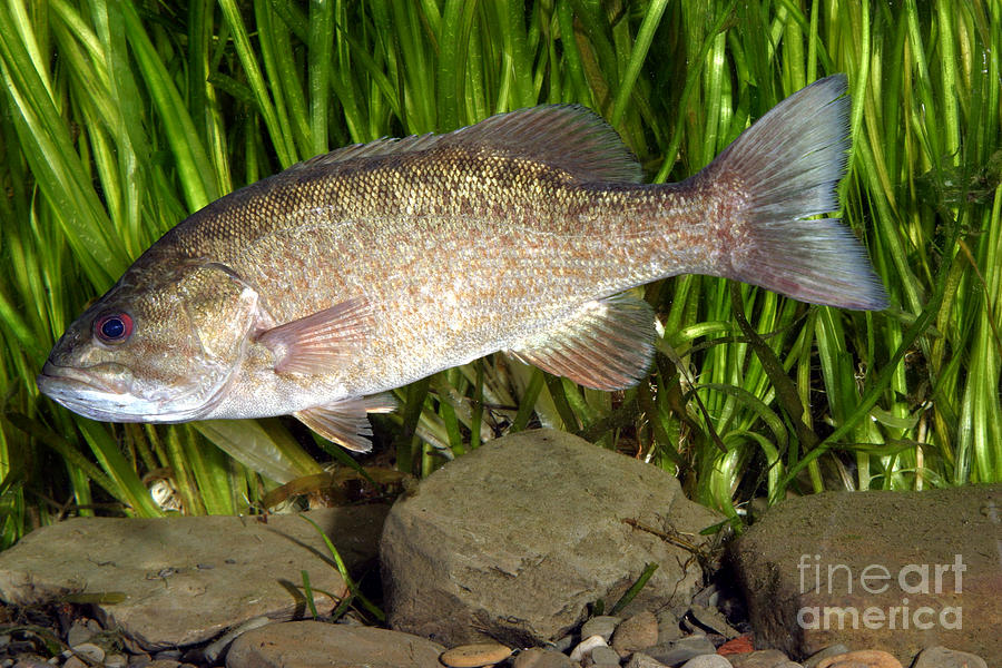 Smallmouth Bass Micropterus Dolomieu Photograph by Ted Kinsman