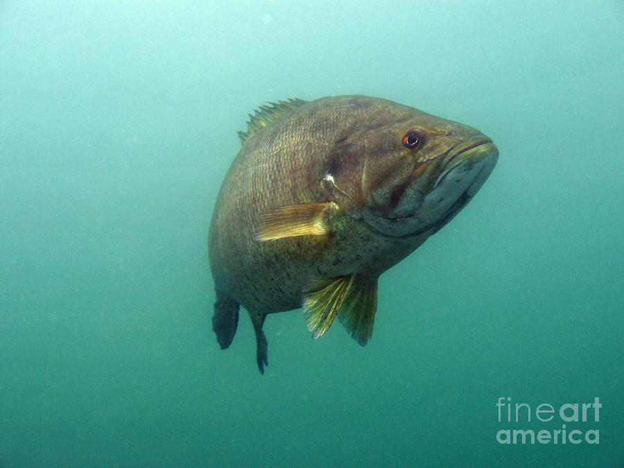 Smallmouth Bass Photograph by Ted Kinsman