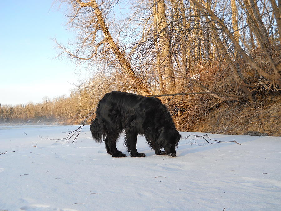 Smelling Tracks on the River Photograph by Kent Lorentzen