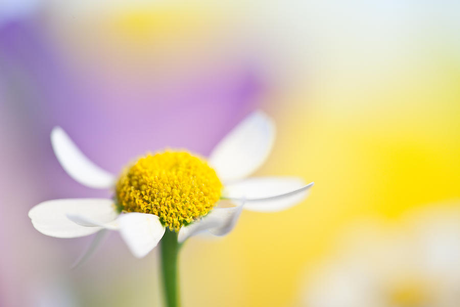 Flower Photograph - Smile by Brigitte Lorenz