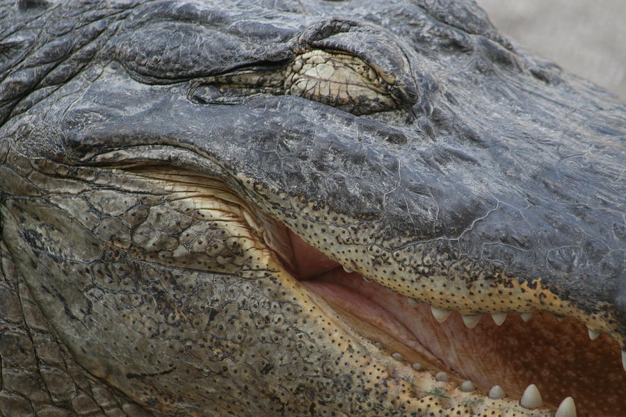 Everglades National Park Photograph - Smiley Aligator by Valia Bradshaw
