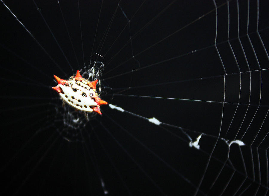 Spider Photograph - Smiley Crab Spider by Kristin Elmquist