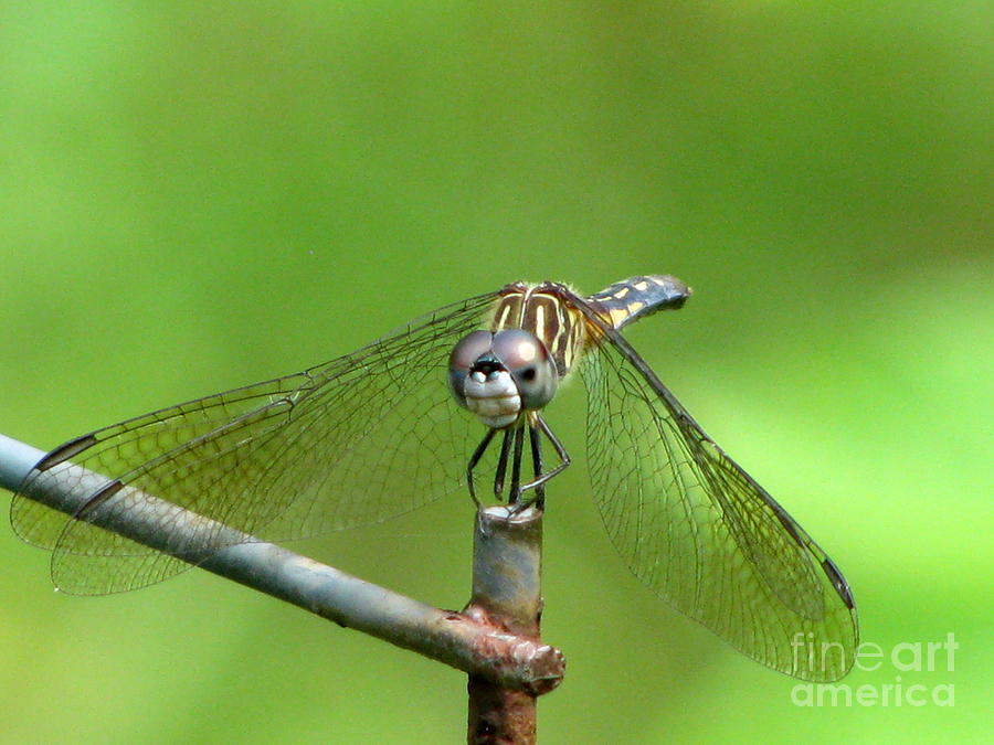 Smiley Dragonfly Photograph by Lili Feinstein