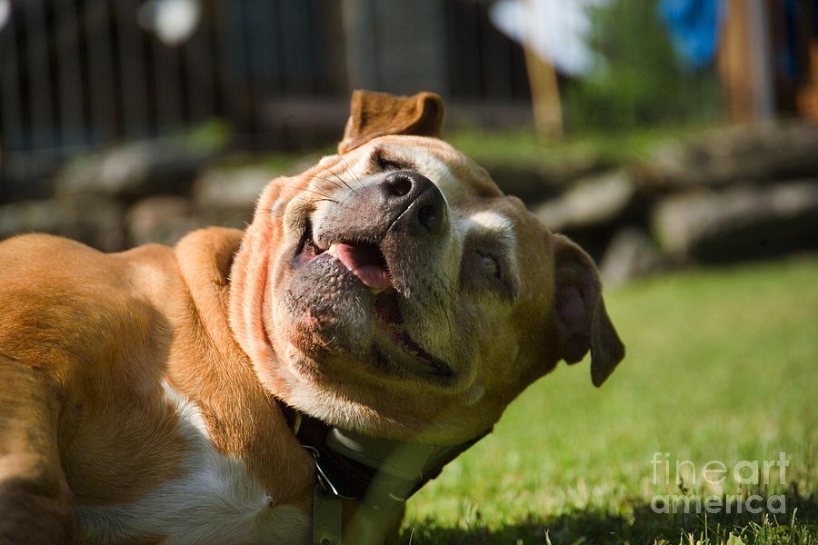 Dog Photograph - Smiley by Pat Carosone