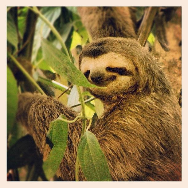Wildlife Photograph - Smiley Sloth - Manuel Antonio, Costa by Brent Dunn